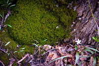 Portland Wildflowers