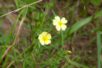 Bald Mountain Recreation Area